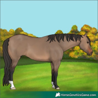 Horse Color:Brown Dun