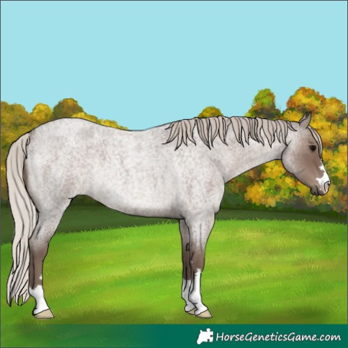 Horse Color:Silver Blue Roan Rabicano