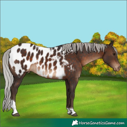 Horse Color:Silver Brown Tobiano Appaloosa Rabicano