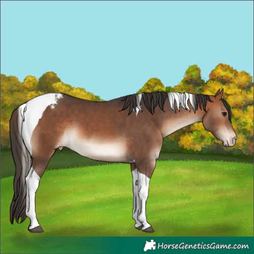 Horse Color:Bay Tobiano Appaloosa