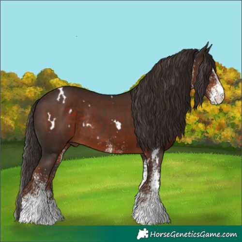 Horse Color:White Spotted Liver Chestnut Rabicano