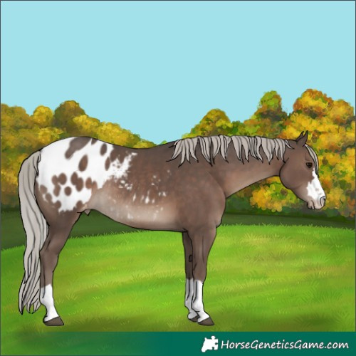 Horse Color:Silver Black Appaloosa Rabicano 