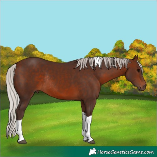 Horse Color:Silver Brown Tobiano Rabicano