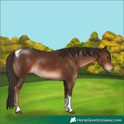 Horse Color:Liver Chestnut Tobiano Rabicano 