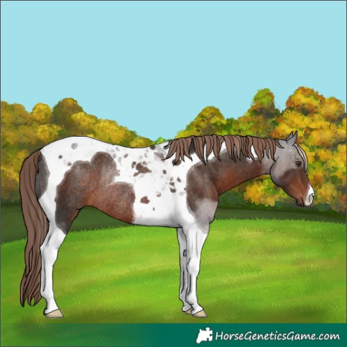 Horse Color:Liver Chestnut Tobiano Rabicano 