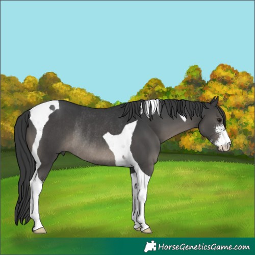 Horse Color:Black Sabino Tobiano Rabicano