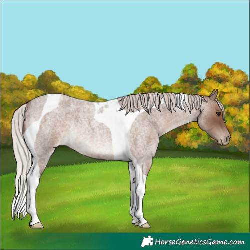 Horse Color:Silver Blue Roan Tobiano Varnish Rabicano 