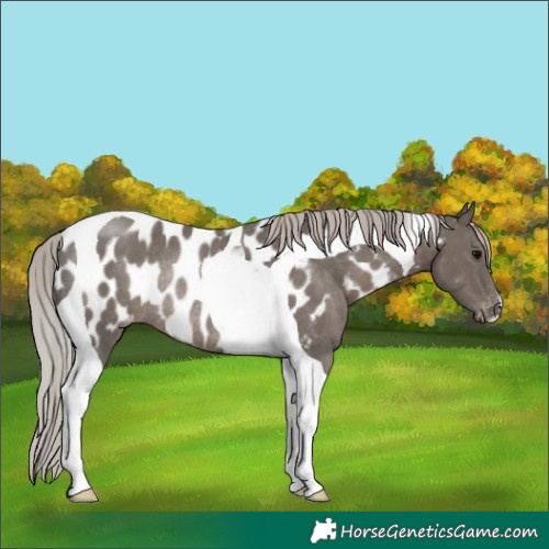 Horse Color:Silver Black Tobiano Appaloosa Rabicano