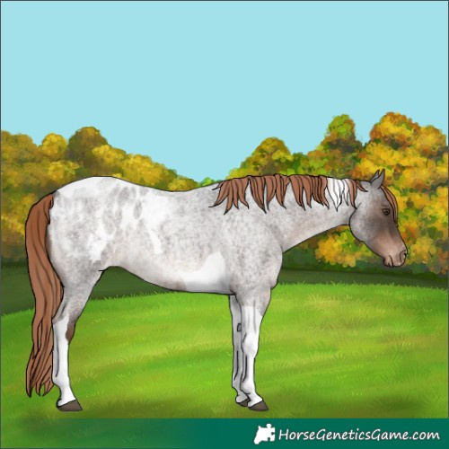 Horse Color:Liver Red Roan Tobiano Blanket Rabicano