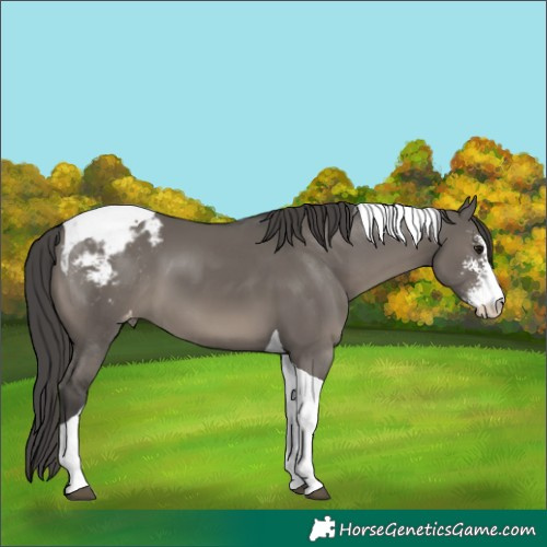 Horse Color:Grullo Sabino Tobiano Appaloosa