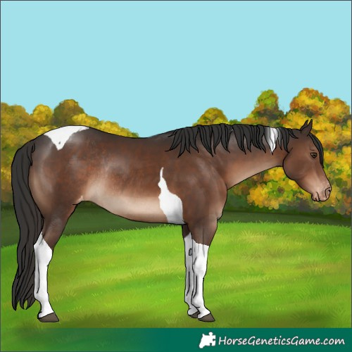 Horse Color:Liver Chestnut Tobiano Appaloosa Rabicano