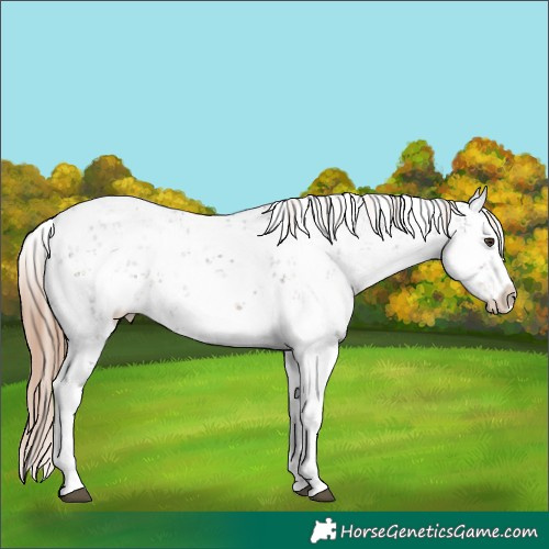 Horse Color:White Spotted Liver Chestnut Sabino Rabicano
