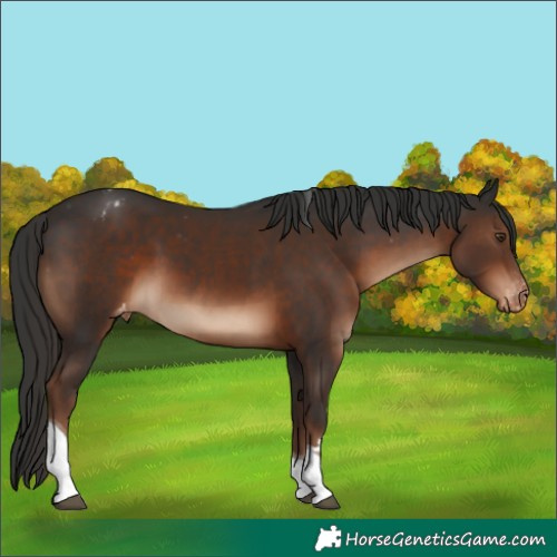 Horse Color:Liver Chestnut Tobiano Appaloosa Rabicano