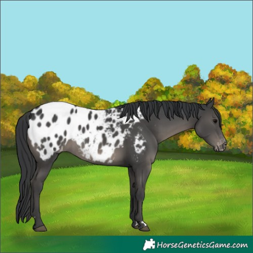 Horse Color:Black Appaloosa
