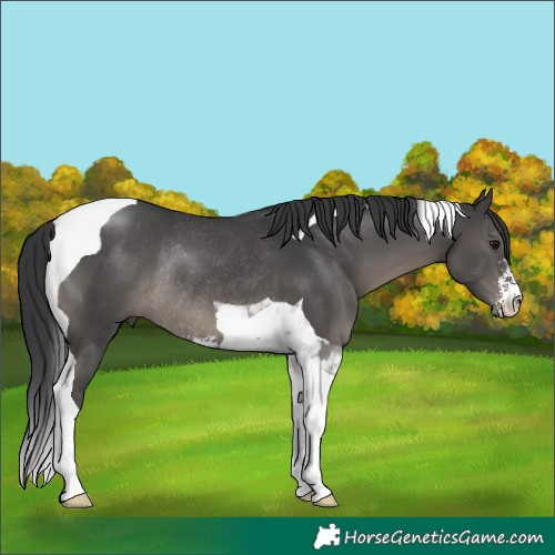 Horse Color:Black Sabino Tobiano Rabicano