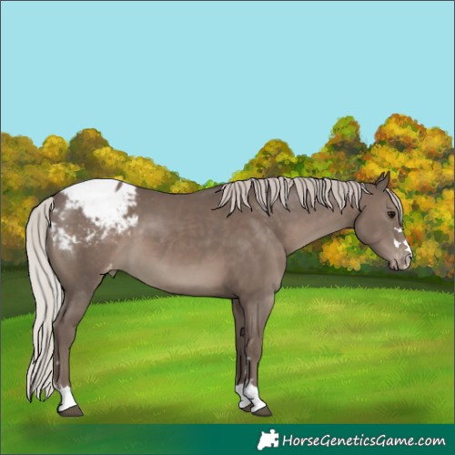 Horse Color:Silver Black Appaloosa 