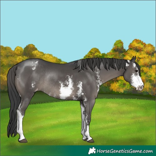 Horse Color:Black Sabino Appaloosa Rabicano 