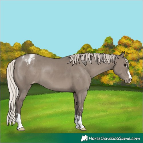 Horse Color:Silver Grullo Blanket