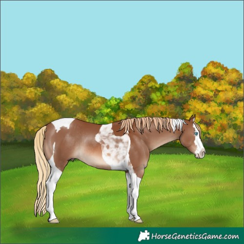 Horse Color:Chestnut Splash Tobiano Rabicano 