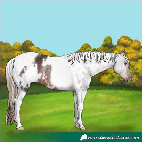 Horse Color:White Spotted Liver Chestnut Tobiano Rabicano 