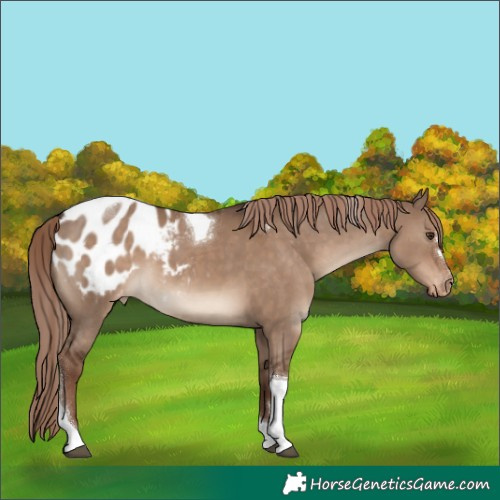 Horse Color:Liver Red Dun Tobiano Appaloosa 