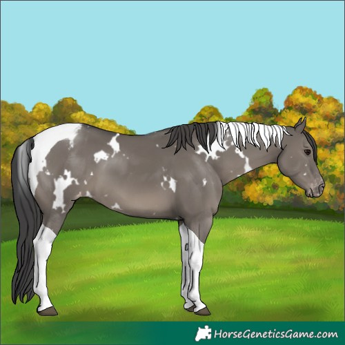 Horse Color:White Spotted Grullo Tobiano Appaloosa 