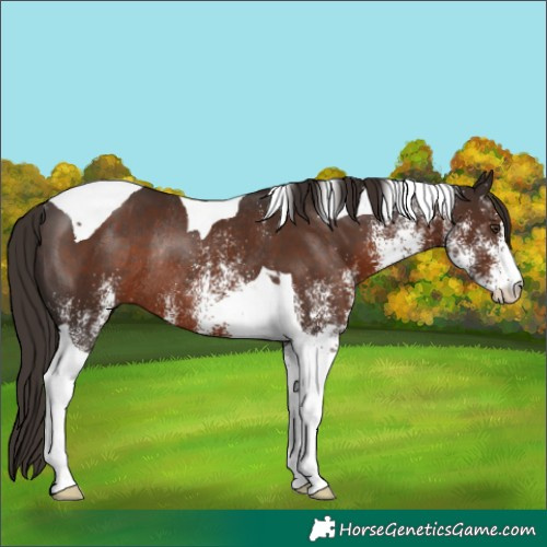 Horse Color:White Spotted Liver Chestnut Tobiano Rabicano 