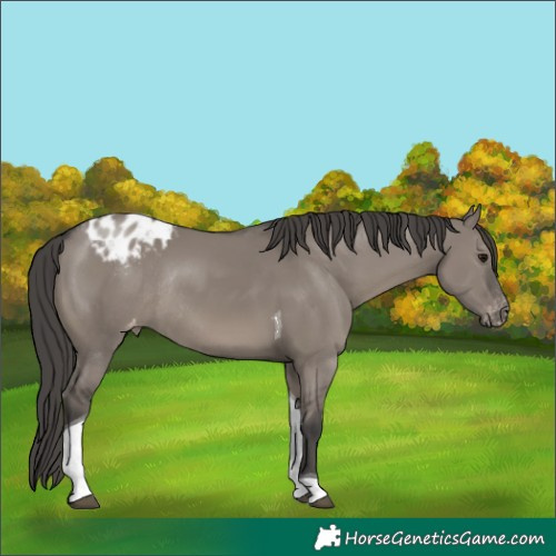 Horse Color:Grullo Tobiano Appaloosa Rabicano 