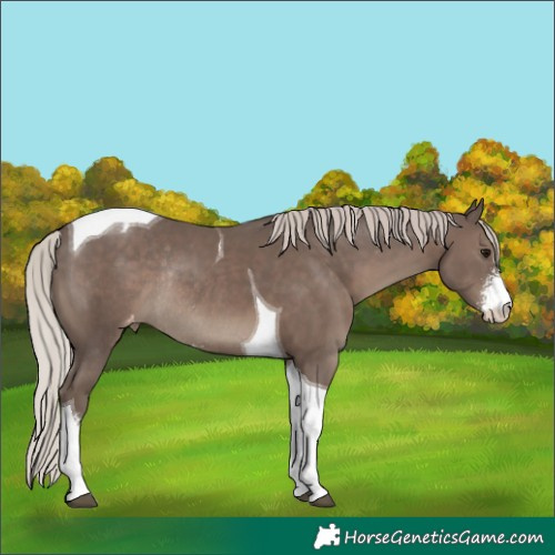 Horse Color:Silver Black Sabino Tobiano Appaloosa Rabicano 