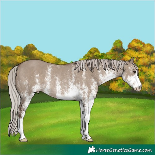 Horse Color:White Spotted Silver Grullo Rabicano 