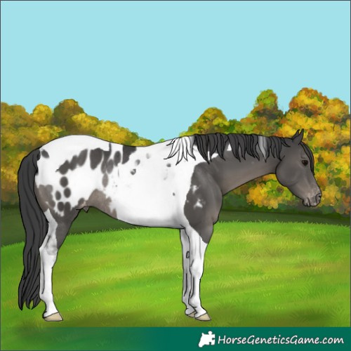 Horse Color:Black Tobiano Appaloosa Rabicano