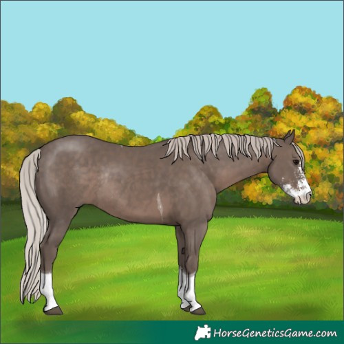 Horse Color:Silver Black Sabino Tobiano Rabicano 