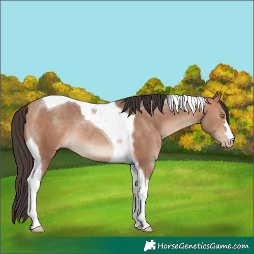 Horse Color:Amber Champagne Tobiano 