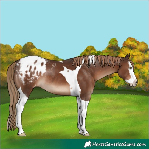 Horse Color:Liver Chestnut Splash Tobiano Appaloosa Rabicano