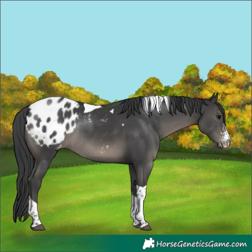 Horse Color:Black Sabino Tobiano Appaloosa Rabicano