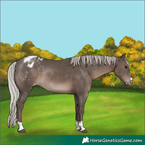 Horse Color:Silver Black Appaloosa Rabicano 