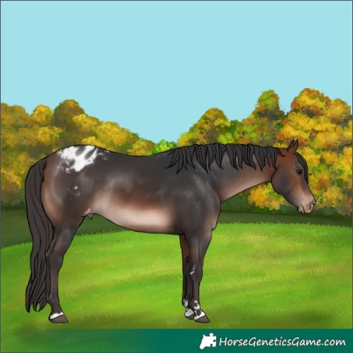 Horse Color:Bay Mushroom Appaloosa Rabicano 