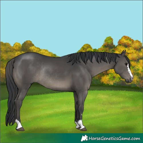 Horse Color:Black Rabicano