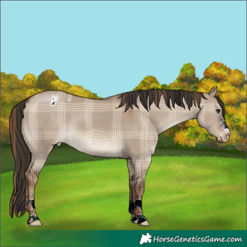 Horse Color:Plaid  Liver Red Dun Appaloosa 