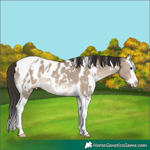 Horse Color:White Spotted Brown Dun Splash Tobiano Appaloosa Rabicano