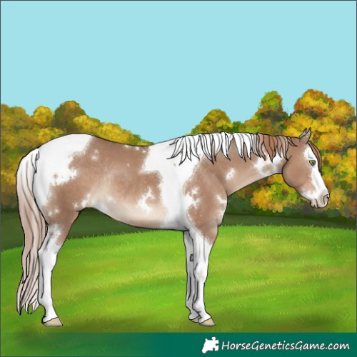 Horse Color:White Spotted Liver Red Dun Splash Tobiano Rabicano 