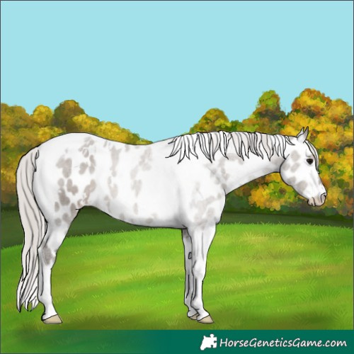 Horse Color:White Spotted Silver Grullo Tobiano Leopard Rabicano 