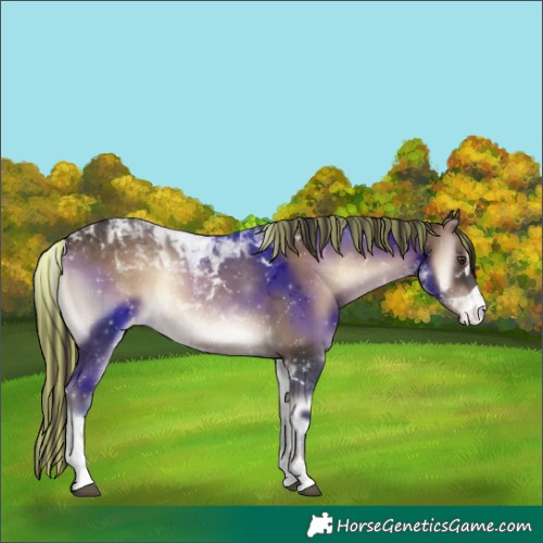 Horse Color:Painted Liver Red Onyx Tobiano Appaloosa Rabicano