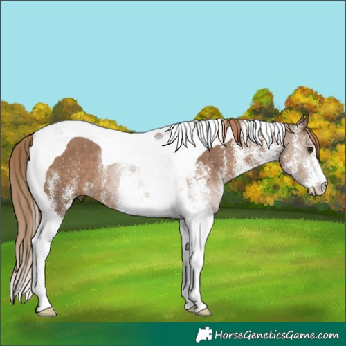 Horse Color:White Spotted Liver Red Dun Tobiano Rabicano