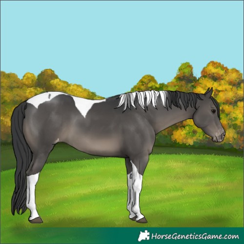 Horse Color:Black Tobiano Varnish