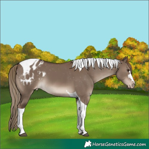 Horse Color:Liver Red Dun Tobiano Appaloosa 