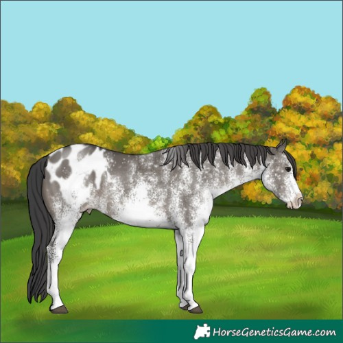 Horse Color:White Spotted Grullo Blanket
