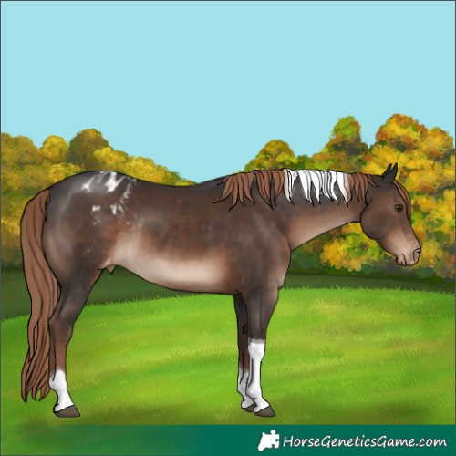 Horse Color:Liver Chestnut Tobiano Varnish Rabicano 