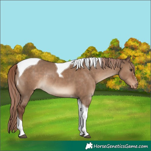 Horse Color:Liver Red Dun Tobiano Varnish Rabicano