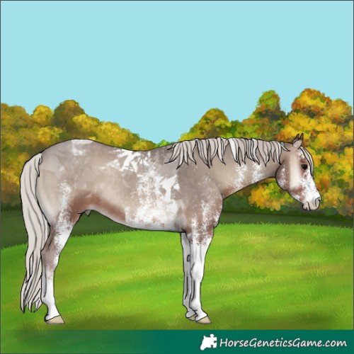 Horse Color:White Spotted Silver Blue Onyx Tobiano Rabicano
